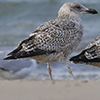 2cy argentatus in November. (81321 bytes)