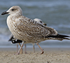 2cy argentatus in November. (81321 bytes)