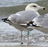 2cy argentatus in November. (81321 bytes)