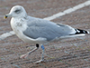2cy argentatus in November. (81321 bytes)