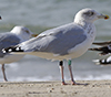 2cy argentatus in November. (81321 bytes)