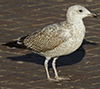 2cy argentatus in November. (81321 bytes)