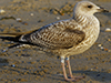2cy argentatus in November. (81321 bytes)