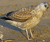 2cy argentatus in November. (81321 bytes)