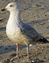 2cy argentatus in November. (81321 bytes)