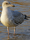 2cy argentatus in November. (81321 bytes)