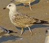 2cy argentatus in November. (81321 bytes)