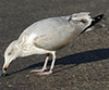 2cy argentatus in November. (81321 bytes)