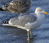 1cy argenteus in August, ringed in Belgium. (90559 bytes)