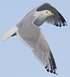 1cy argenteus in August, ringed in Belgium. (90559 bytes)