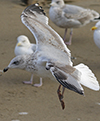 1cy argenteus in August, ringed in Belgium. (90559 bytes)