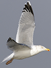 1cy argenteus in August, ringed in Belgium. (90559 bytes)