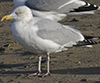 1cy argenteus in August, ringed in Belgium. (90559 bytes)