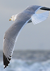 1cy argenteus in August, ringed in Belgium. (90559 bytes)