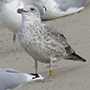 2cy argentatus in November. (81321 bytes)