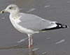 2cy argentatus in November. (81321 bytes)