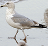 Herring Gull