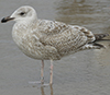 Herring Gull