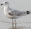 2cy argentatus in February, ringed in Norway. (75189 bytes)