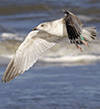 Herring Gull