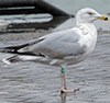 2cy argentatus in Jan-Febr, ringed in Russia.