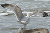 2cy argentatus in February, ringed in Norway. (75189 bytes)