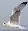 Herring Gull