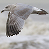 Herring Gull
