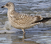 1cy argenteus in August, ringed in Belgium. (90559 bytes)