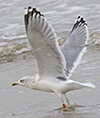Herring Gull