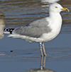 Herring Gull