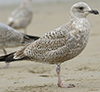 2cy argentatus in Jan-Febr, ringed in Russia.