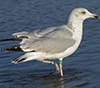 Herring Gull