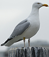 2cy argentatus in Jan-Febr, ringed in Russia.