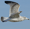 2cy argentatus in Jan-Febr, ringed in Russia.