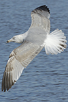 2cy argentatus in Jan-Febr, ringed in Russia.