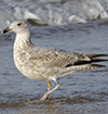 argentatus in January, ringed in Denmark. (56599 bytes)