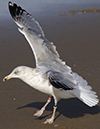 argentatus in January, ringed in Denmark. (56599 bytes)