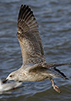 argentatus in January, ringed in Denmark. (56599 bytes)