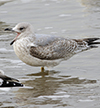 argentatus in January, ringed in Denmark. (56599 bytes)