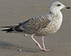 argentatus in January, ringed in Denmark. (56599 bytes)