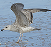 2cy argentatus in Jan-Febr, ringed in Russia.