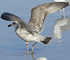 2cy argentatus in February, ringed in Norway. (75189 bytes)