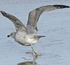 2cy argentatus in February, ringed in Norway. (75189 bytes)