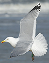 1cy argenteus in August, ringed in Belgium. (90559 bytes)