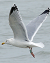 1cy argenteus in August, ringed in Belgium. (90559 bytes)