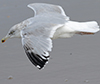 2cy argentatus in Jan-Febr, ringed in Russia.