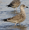 1cy argenteus in August, ringed in Belgium. (90559 bytes)