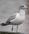 2cy argentatus in October, ringed in Norway. (118370 bytes)