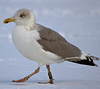 2cy argentatus in October, ringed in Norway. (118370 bytes)